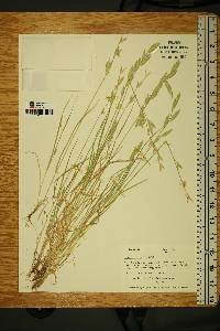 Bromus catharticus image