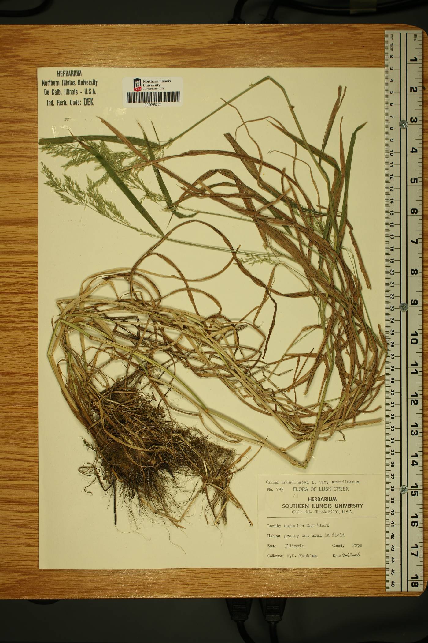 Cinna arundinacea var. arundinacea image