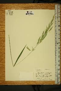 Cinna arundinacea image