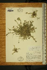 Crypsis schoenoides image