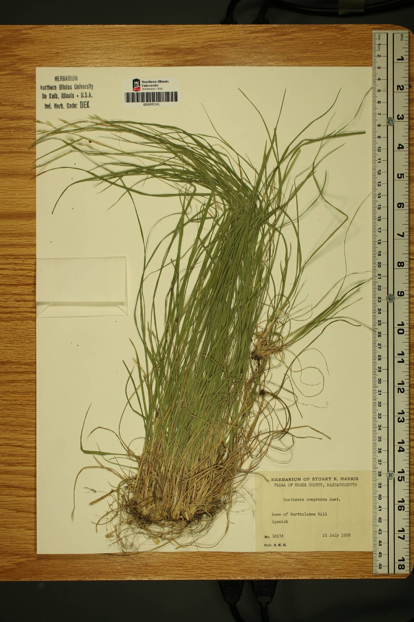 Danthonia compressa image
