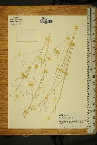 Deschampsia flexuosa image