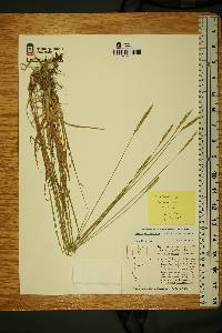 Elymus violaceus image