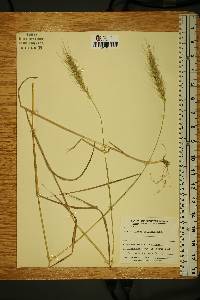 Elymus villosus image