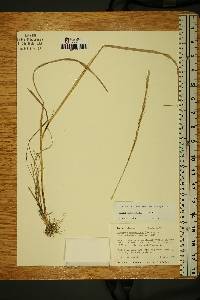 Elymus violaceus image