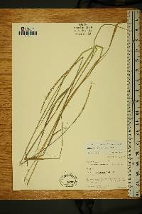 Elymus violaceus image