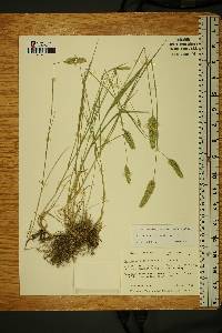 Agropyron cristatum image