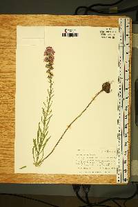 Liatris aspera image