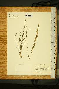 Liatris tenuifolia var. tenuifolia image