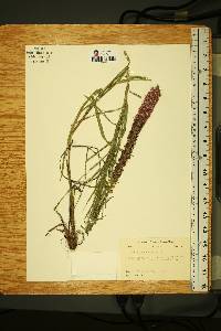 Liatris pycnostachya image