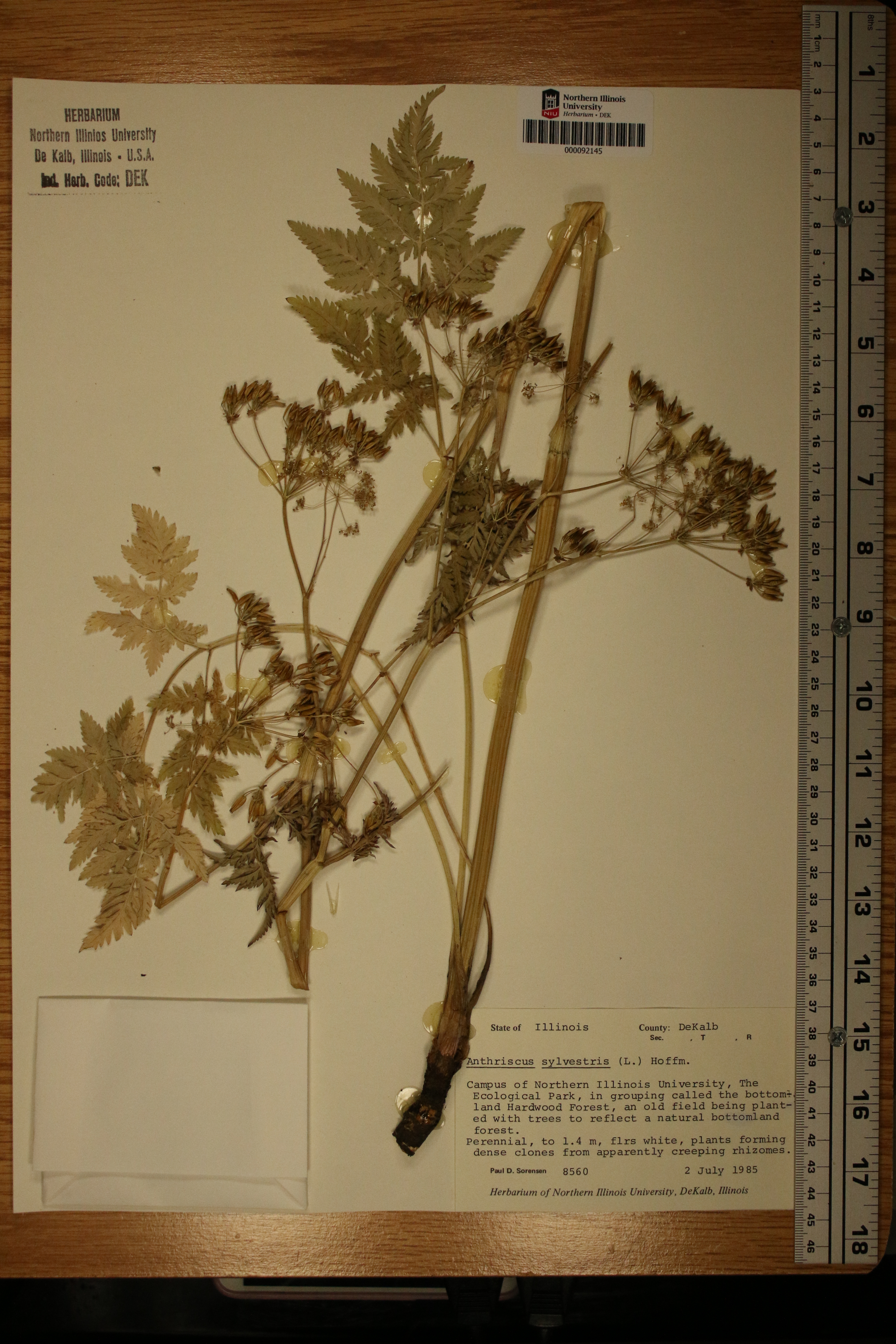 Anthriscus sylvestris image