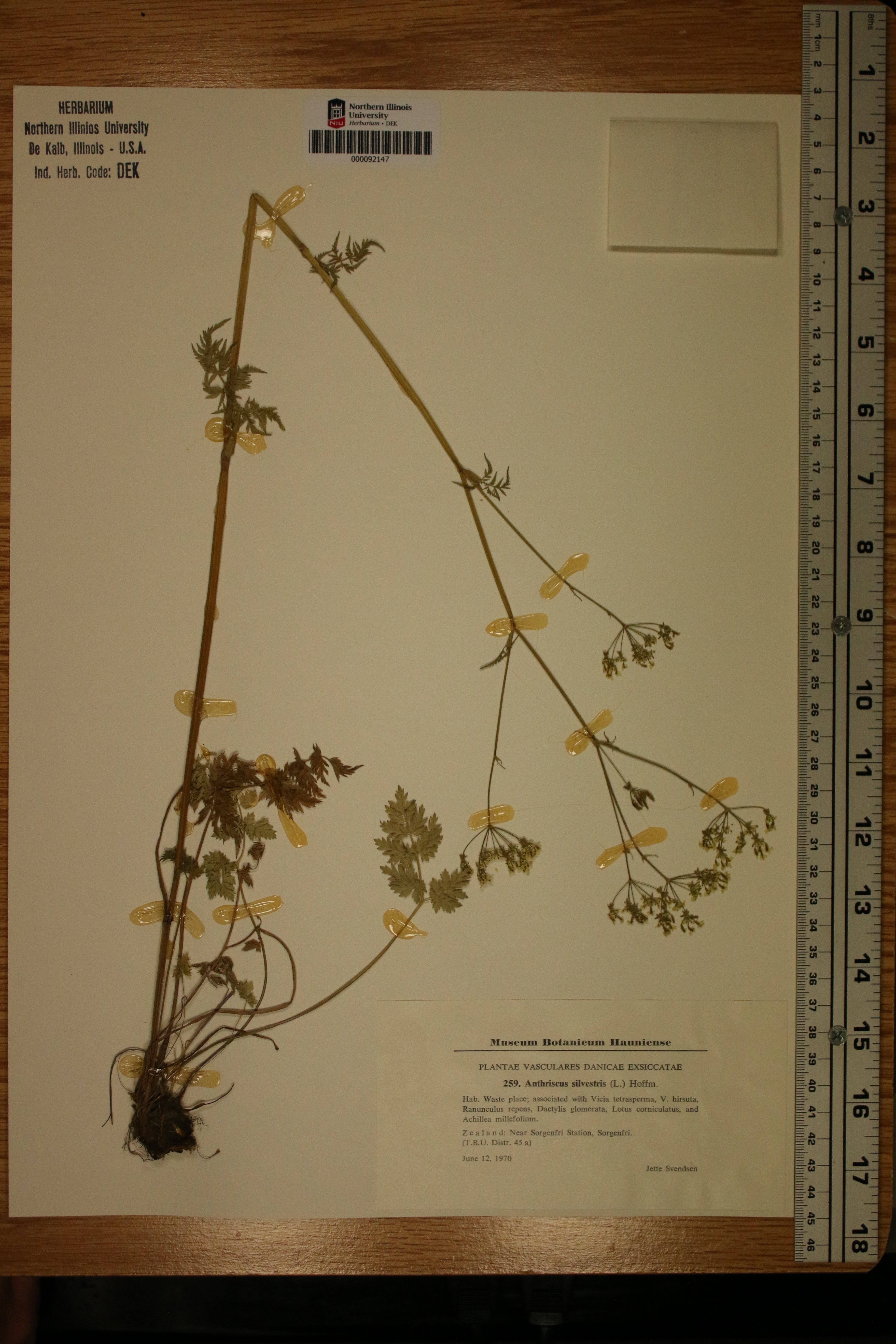 Anthriscus sylvestris image