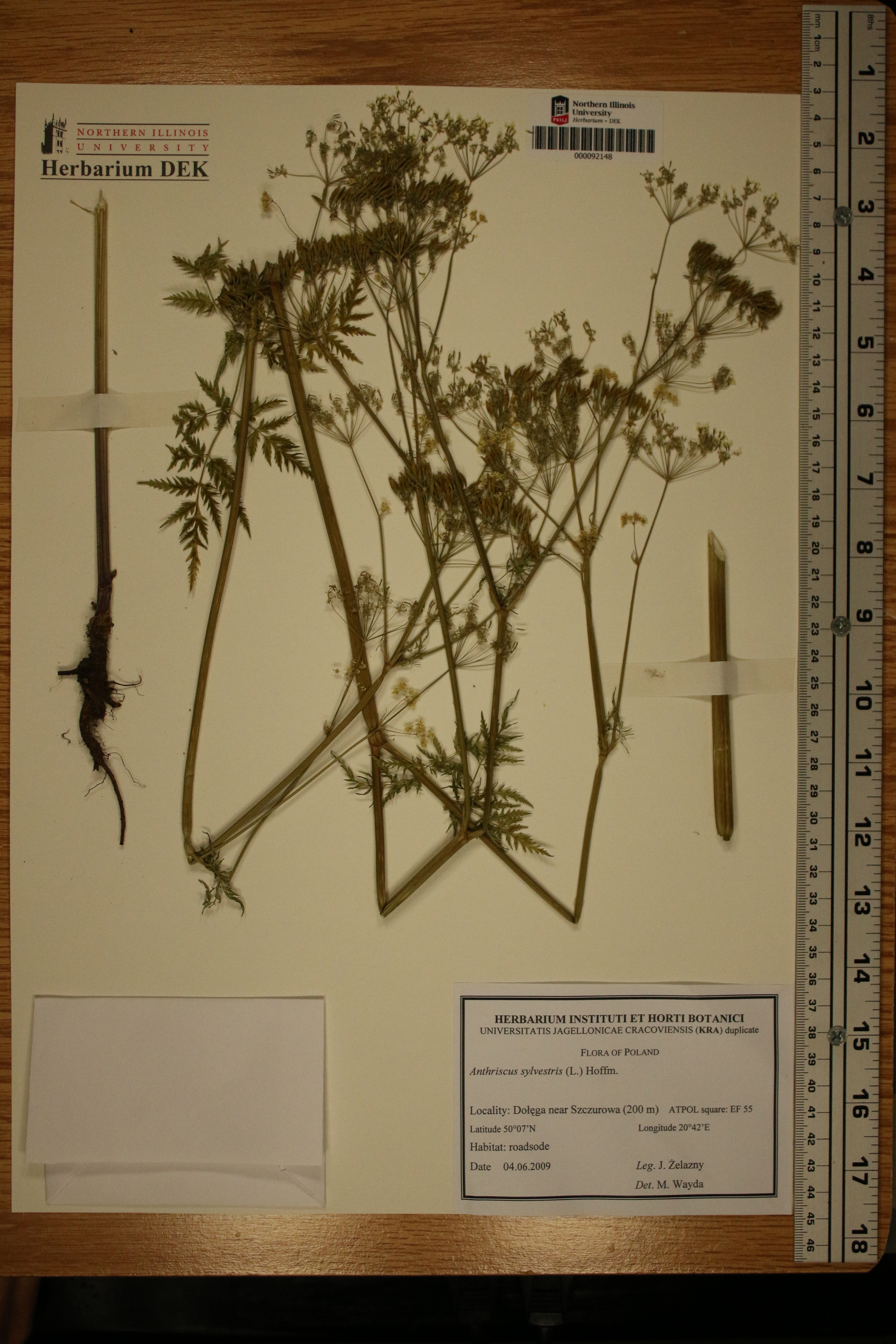 Anthriscus sylvestris image