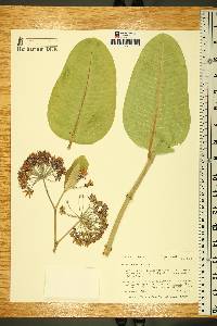 Asclepias speciosa image