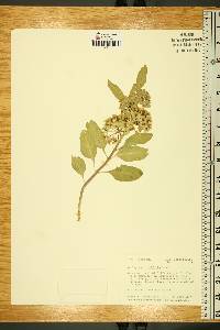 Asclepias oenotheroides image