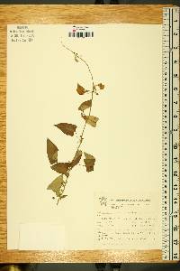 Gonolobus chrysanthus image