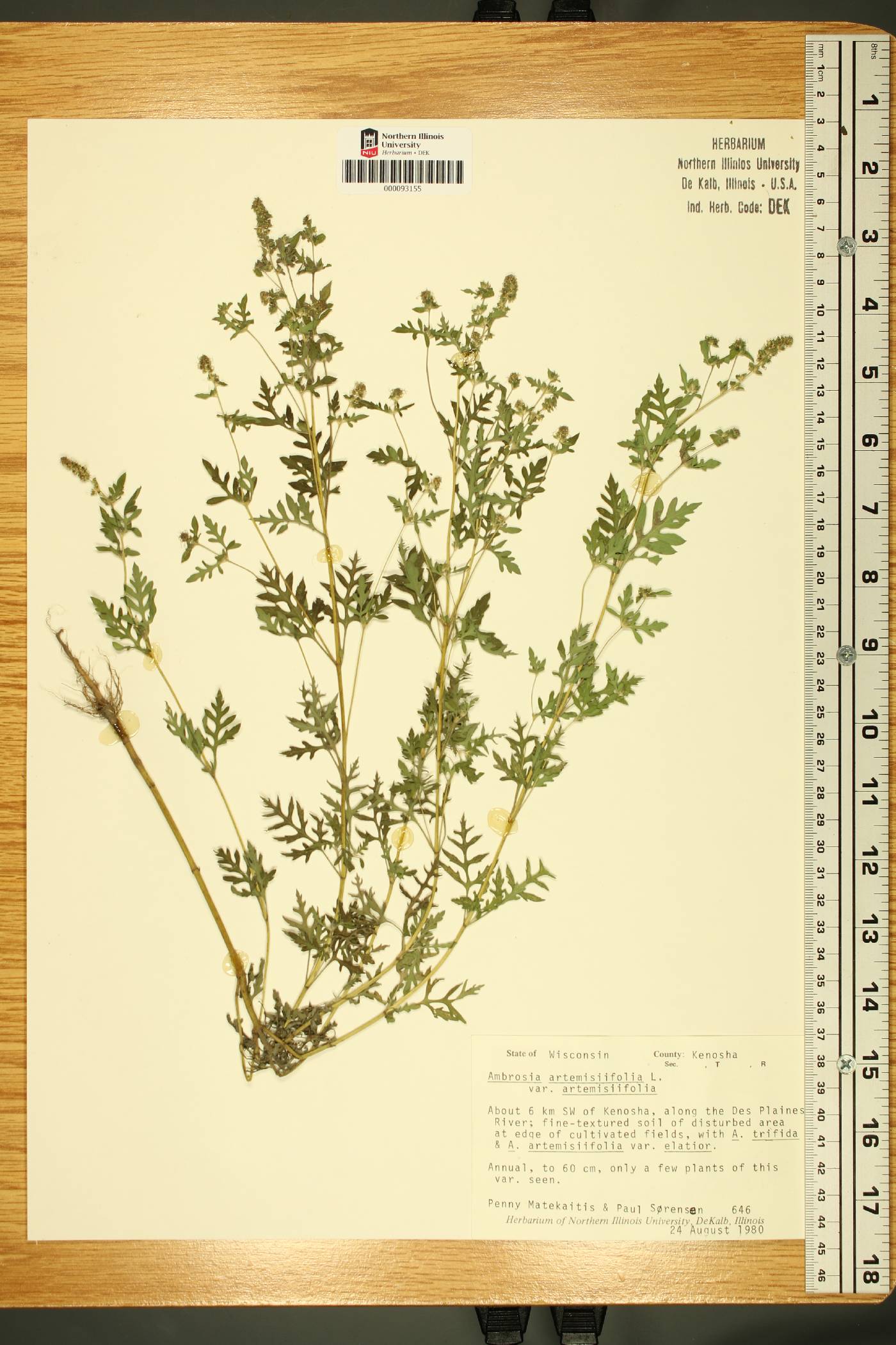 Ambrosia artemisiifolia var. artemisiifolia image