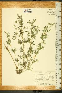 Ambrosia artemisiifolia var. artemisiifolia image