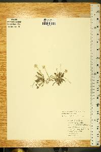 Antennaria neglecta image