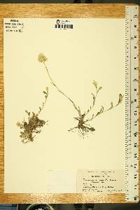 Antennaria neglecta image