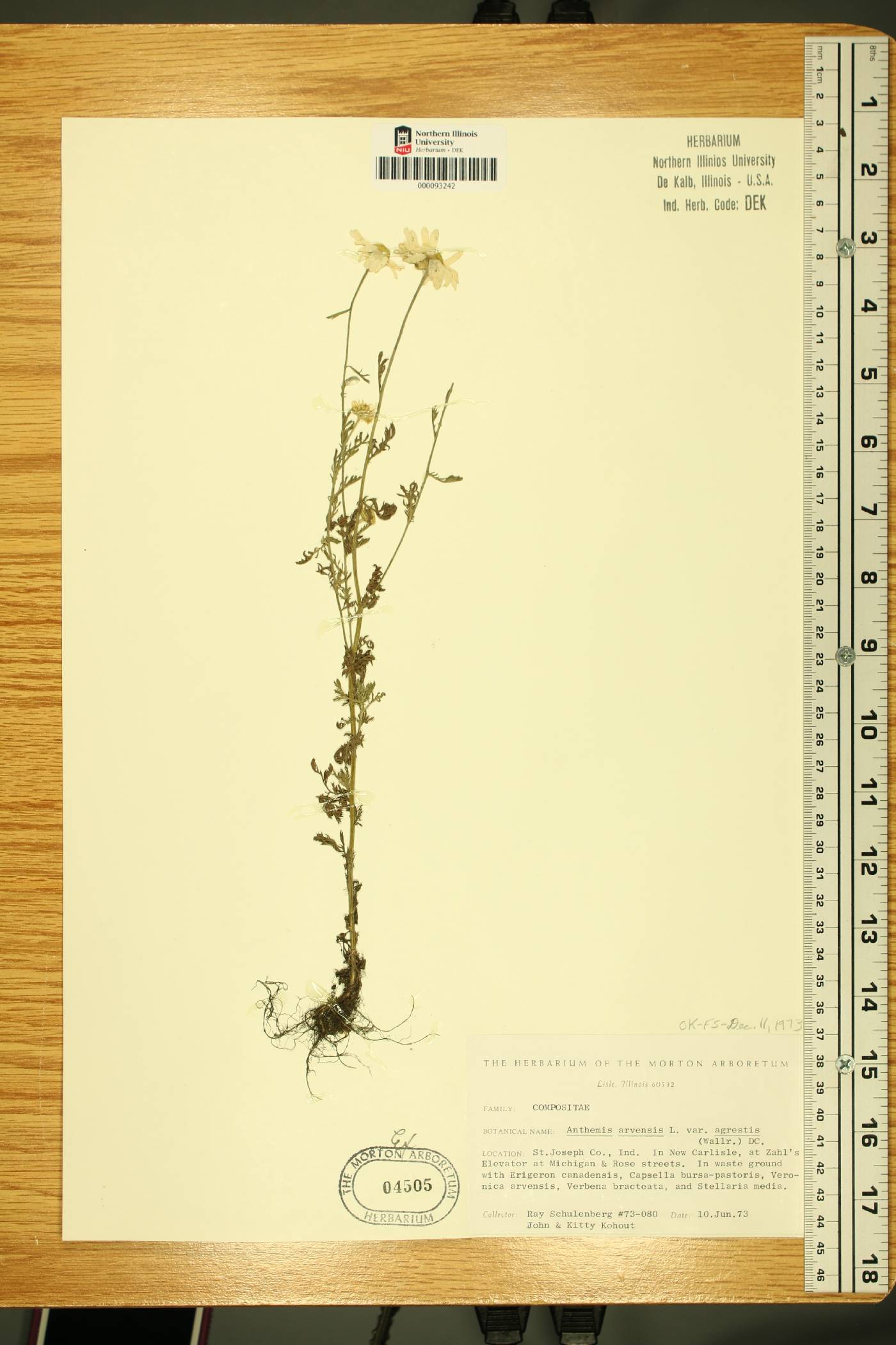 Anthemis arvensis var. agrestis image