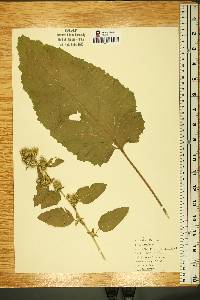 Arctium minus image