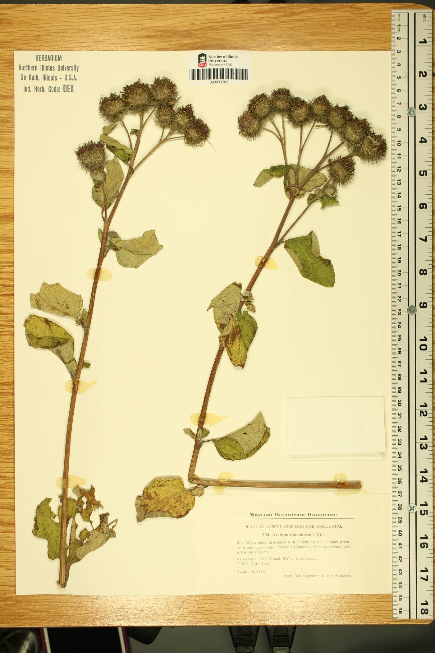 Arctium tomentosum image