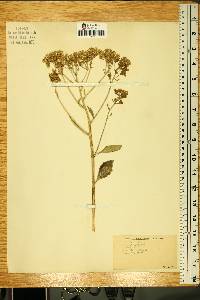 Arnoglossum plantagineum image