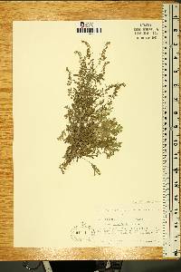 Artemisia absinthium image