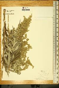 Artemisia serrata image