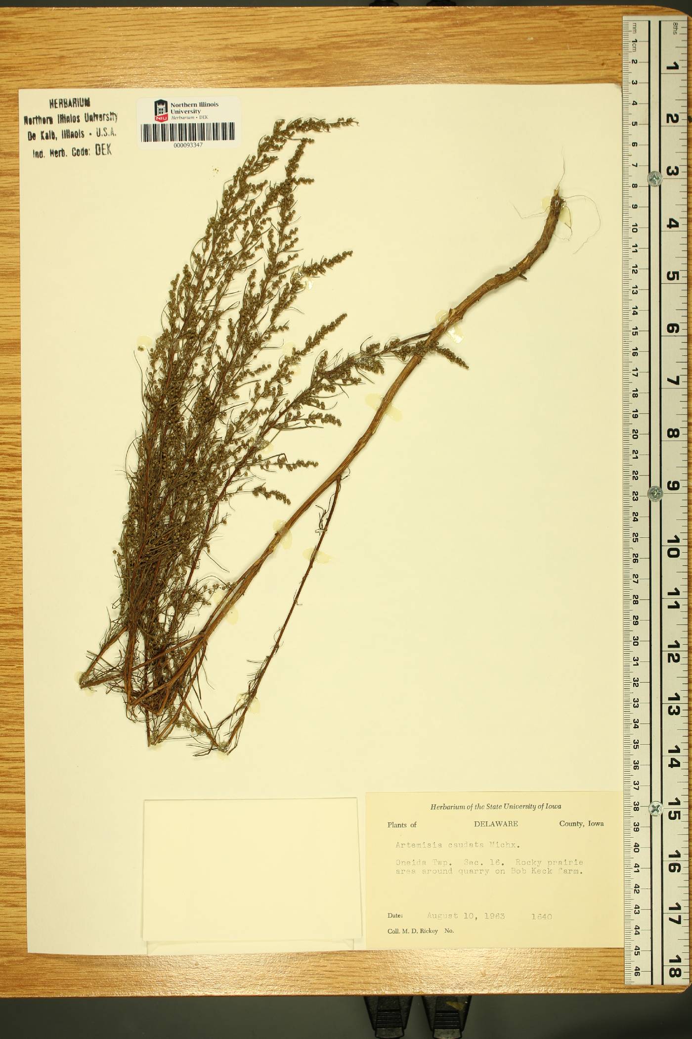 Artemisia campestris subsp. caudata image