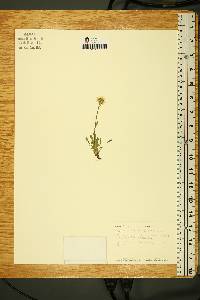 Erigeron caespitosus image