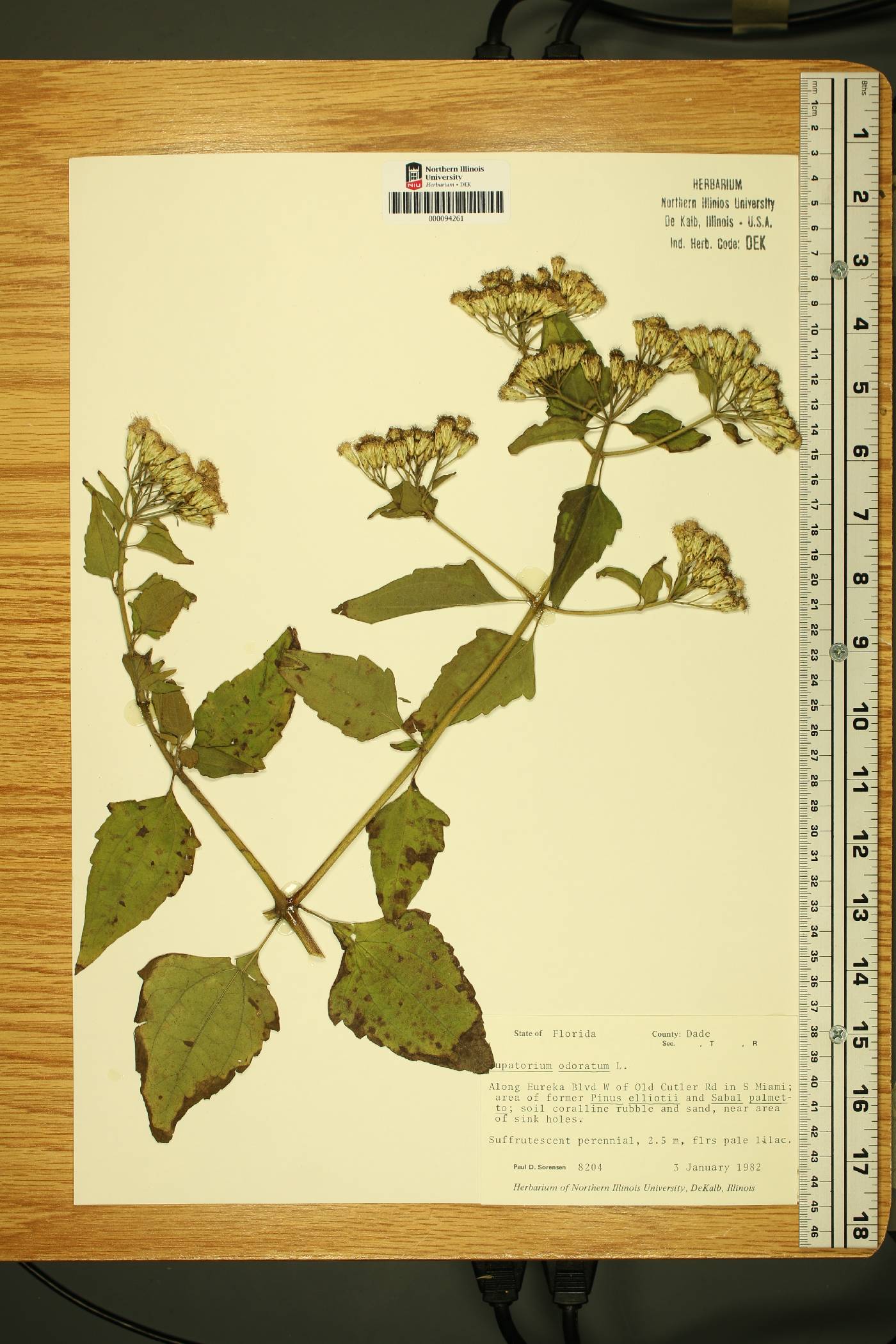 Eupatorium odoratum image