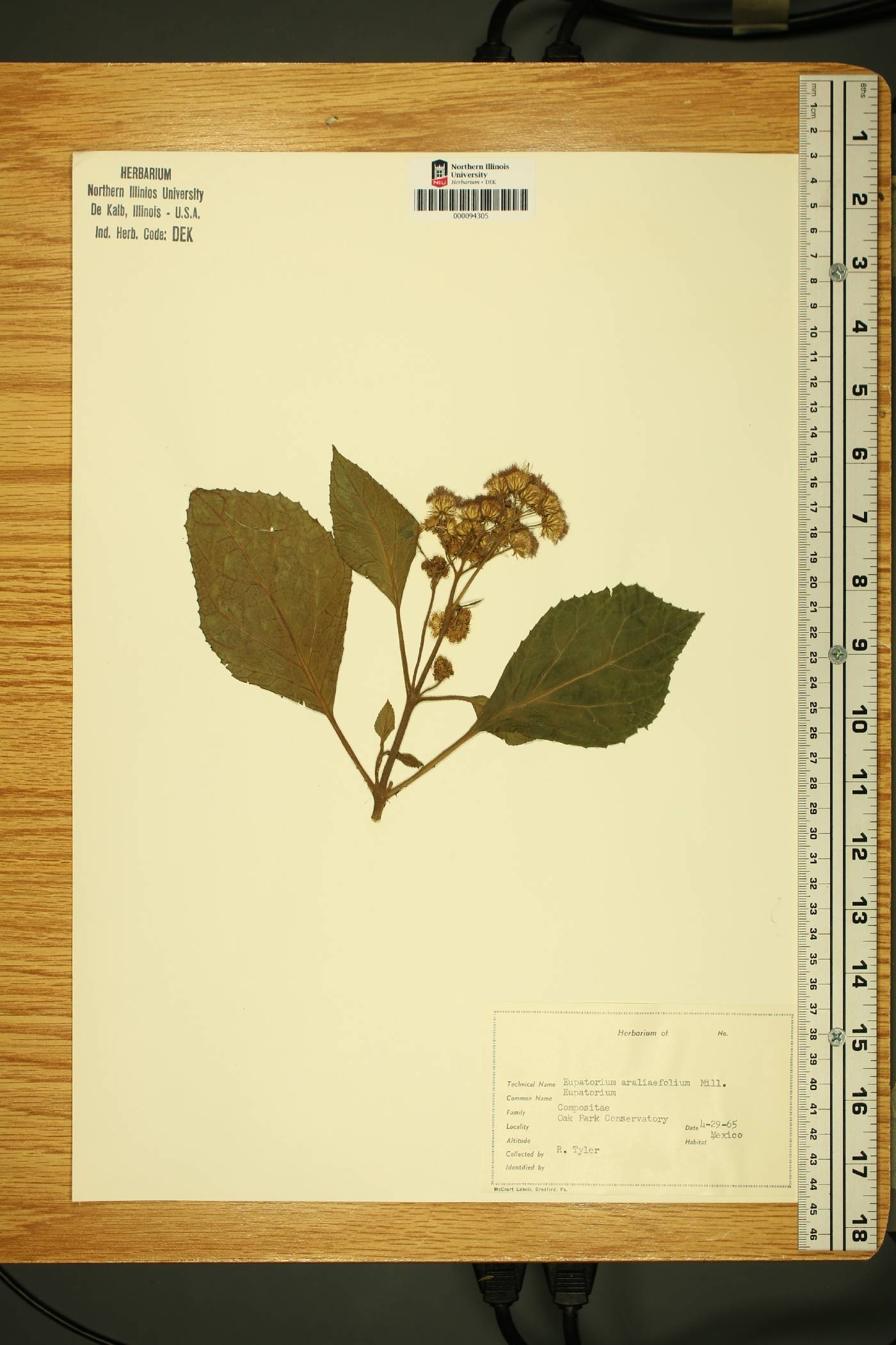 Neomirandea araliaefolia image