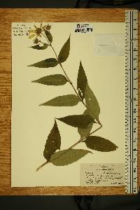 Image of Helianthus × doronicoides
