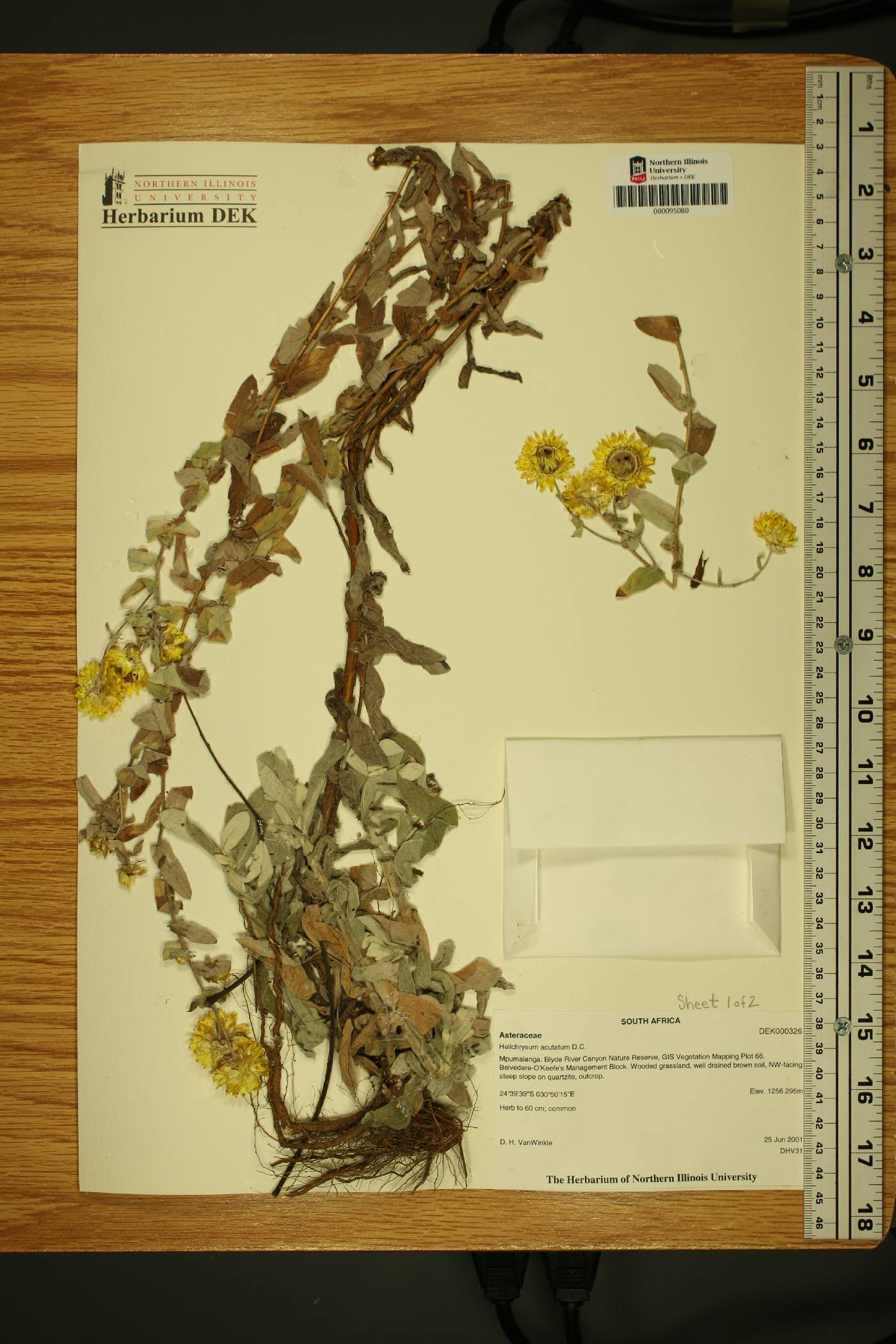 Helichrysum acutatum image