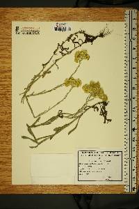 Image of Helichrysum arenarium
