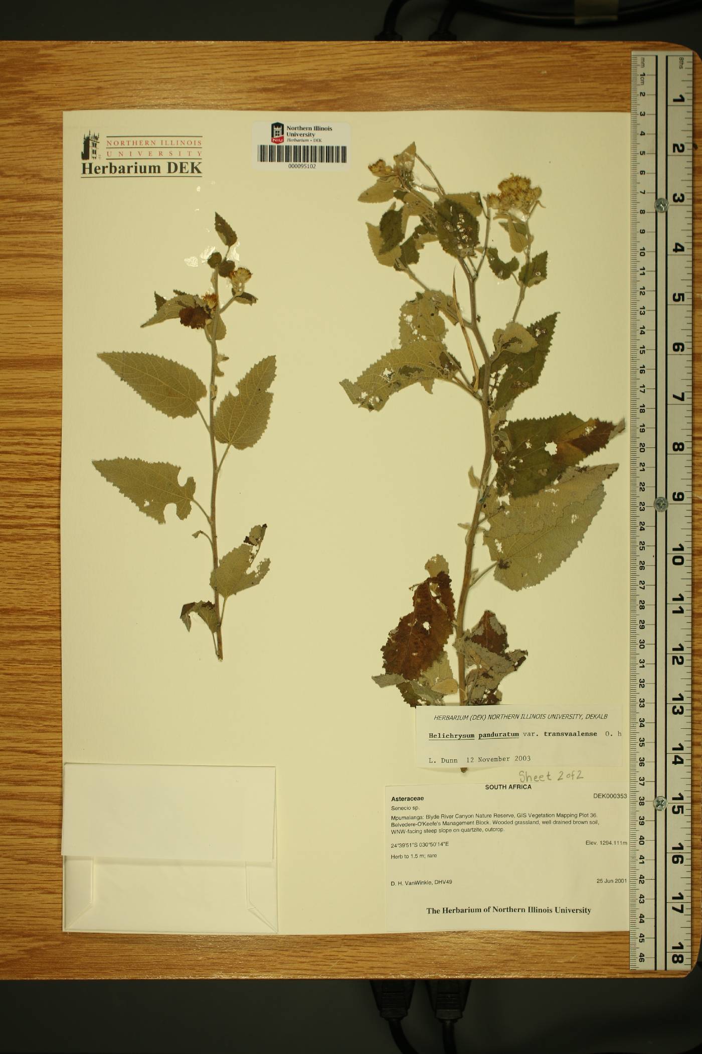 Helichrysum panduratum var. transvaalense image