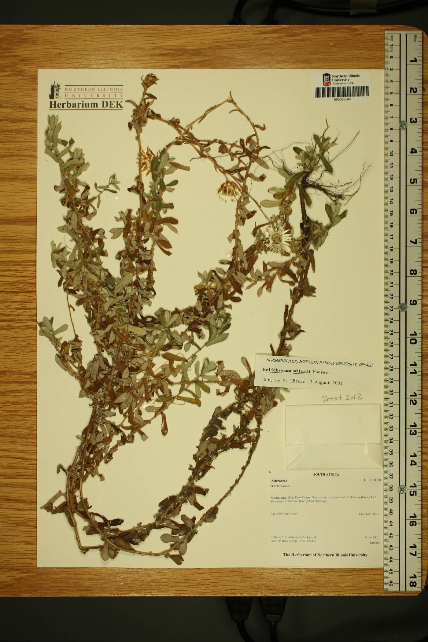 Helichrysum wilmsii image