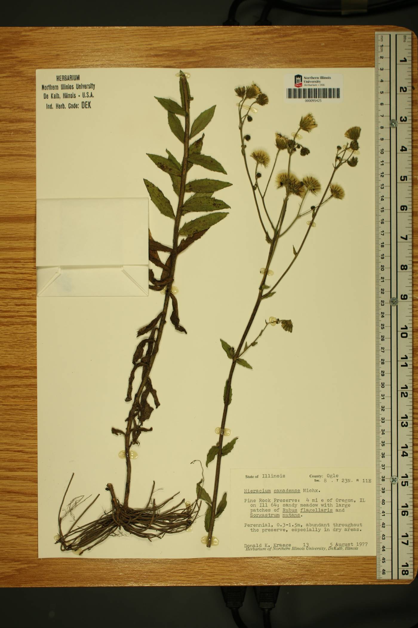 Hieracium umbellatum subsp. umbellatum image