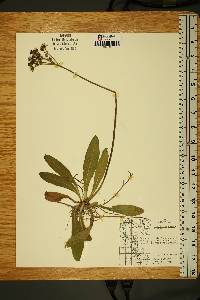 Hieracium aurantiacum image