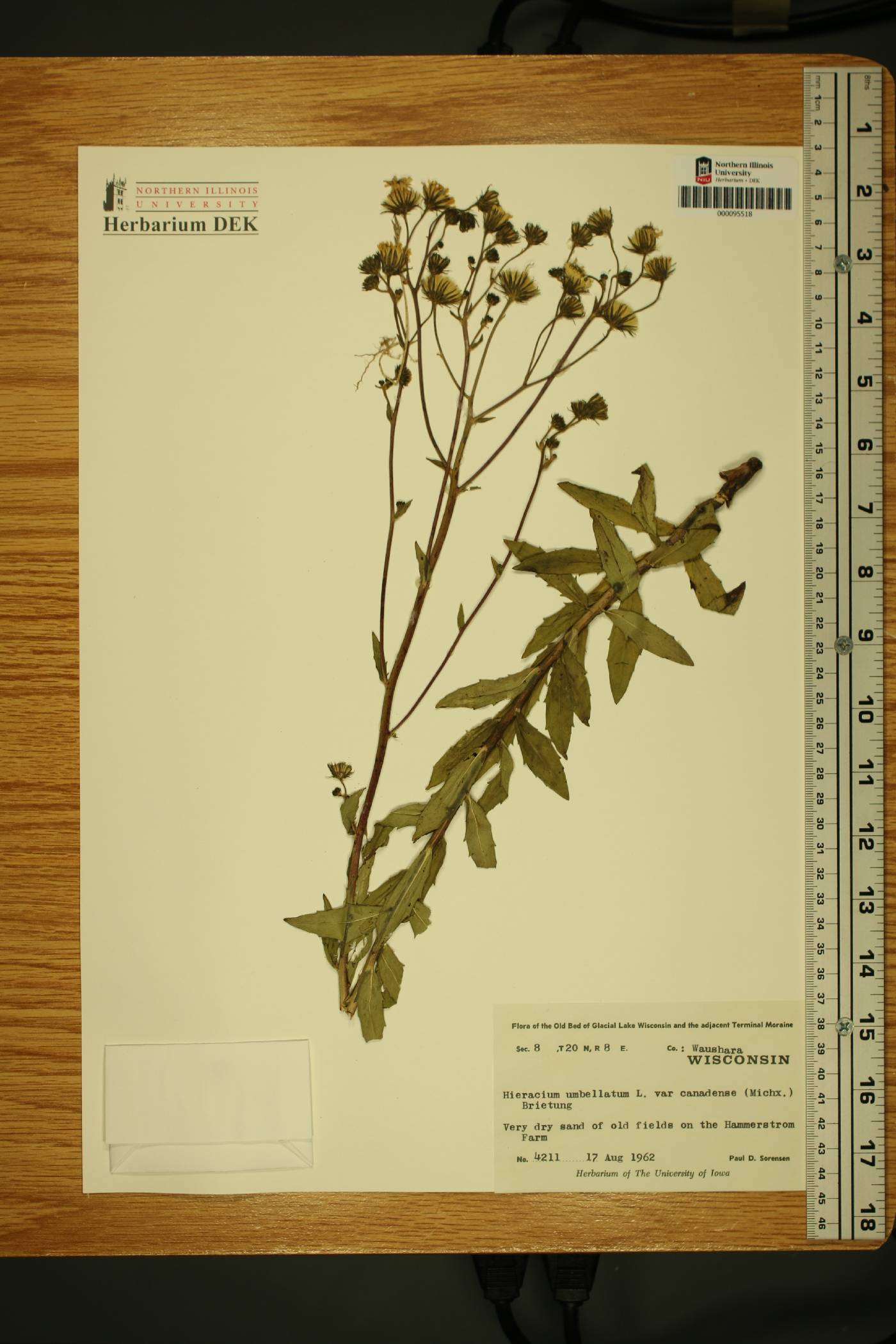 Hieracium umbellatum var. canadense image