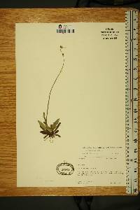 Image of Hieracium auricula