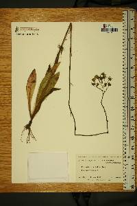 Hieracium longipilum image