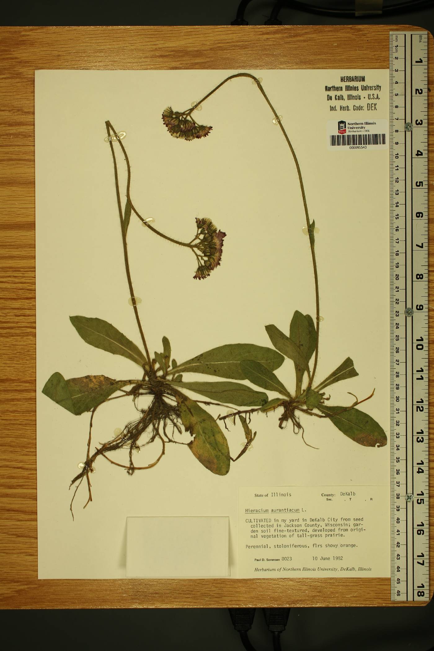 Pilosella aurantiaca image