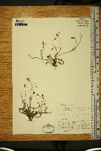 Hypochaeris radicata image