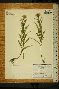 Image of Inula ensifolia