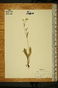 Krigia biflora image