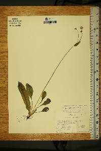 Krigia biflora image