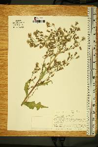 Lactuca biennis image